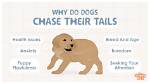 Why Do Dogs Chase Their Tails? 6 Interesting Reasons