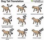 Why Do Dogs Wag Their Tails? 5 Reasons & Their Meaning