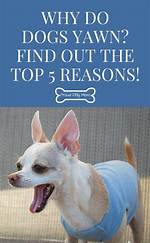 Why Do Dogs Yawn? the 6 Common Reasons
