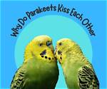 Why Do Parakeets Kiss Each Other? 6 Reasons