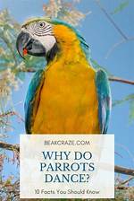 Why Do Parrots Dance? Avian Facts & Faqs
