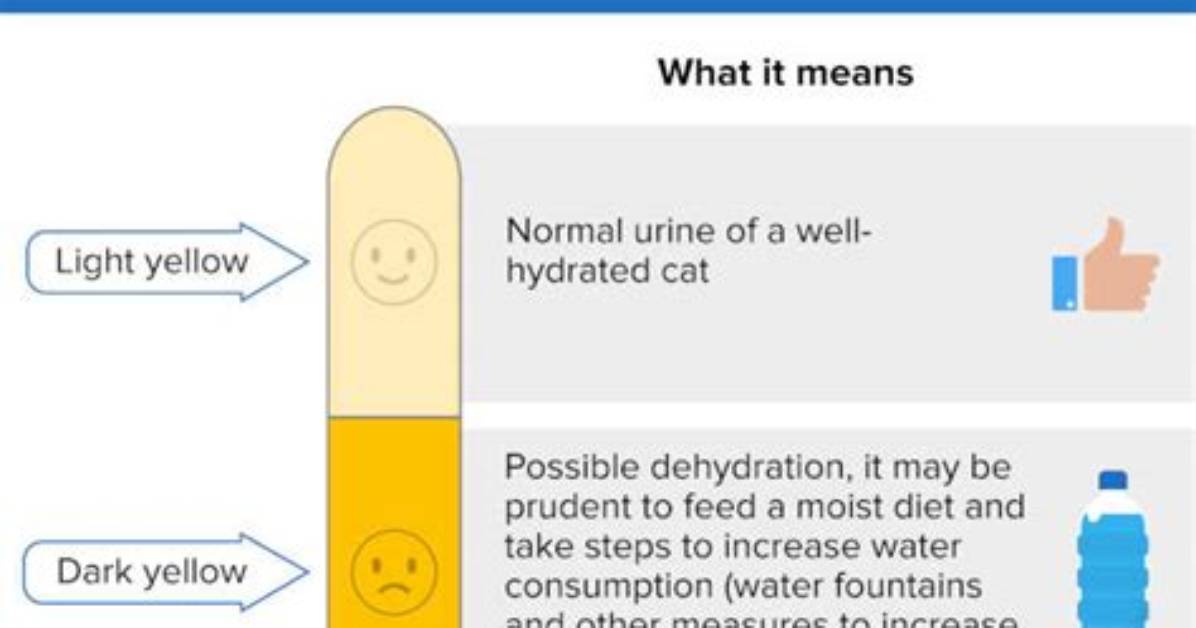 Why Does My Cat Pee in the Bathtub? 8 Possible Causes