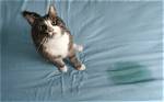 Why Does My Cat Pee on My Couch: 8 Causes & How to Stop It