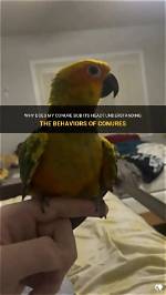 Why Does My Conure Bob Its Head? 10 Reasons Why & What to Do