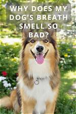 Why Does My Dog’s Breath Smell? 6 Causes & How to Fix It