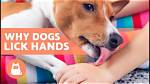Why Does My Dog Try to Lick My Ears? 6 Likely Reasons