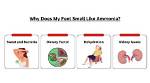 Why Does Poop Smell Like Ammonia? Causes, Symptoms, and Treatment