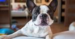 Why Dogs Watch People Have Sex, According to Science