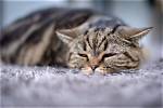 Why Is My Cat Hiccupping & How Do I Stop It? Facts & Faq