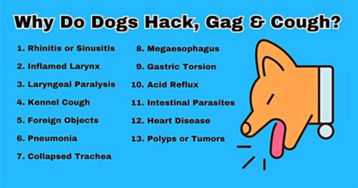 Why Is My Dog Coughing Like Something Is Stuck in His Throat? Our Vet Answers