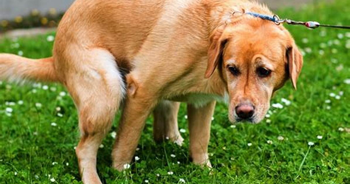 Why Is My Dog Pooping in the House? 8 Vet-Reviewed Reasons