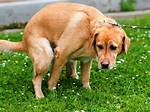 Why Is My Dog Pooping in the House? 8 Vet-Reviewed Reasons