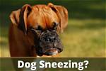 Why Is My Dog Sneezing So Much? 7 Common Reasons (Vet Answer)