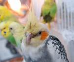 Why Is My Parrot Sneezing? 7 Common Causes & What to Do