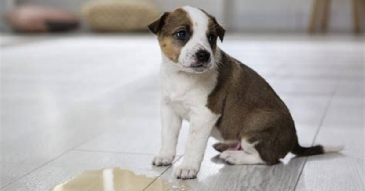 Why Is My Puppy Peeing in the Crate: 6 Reasons & Ways to Stop It