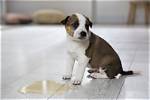 Why Is My Puppy Peeing in the Crate: 6 Reasons & Ways to Stop It