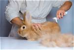 Why Is My Rabbit Shedding So Much? 9 Vet-Approved Reasons