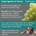 Why Raisins & Grapes Are Toxic to Dogs: Our Vet Explains