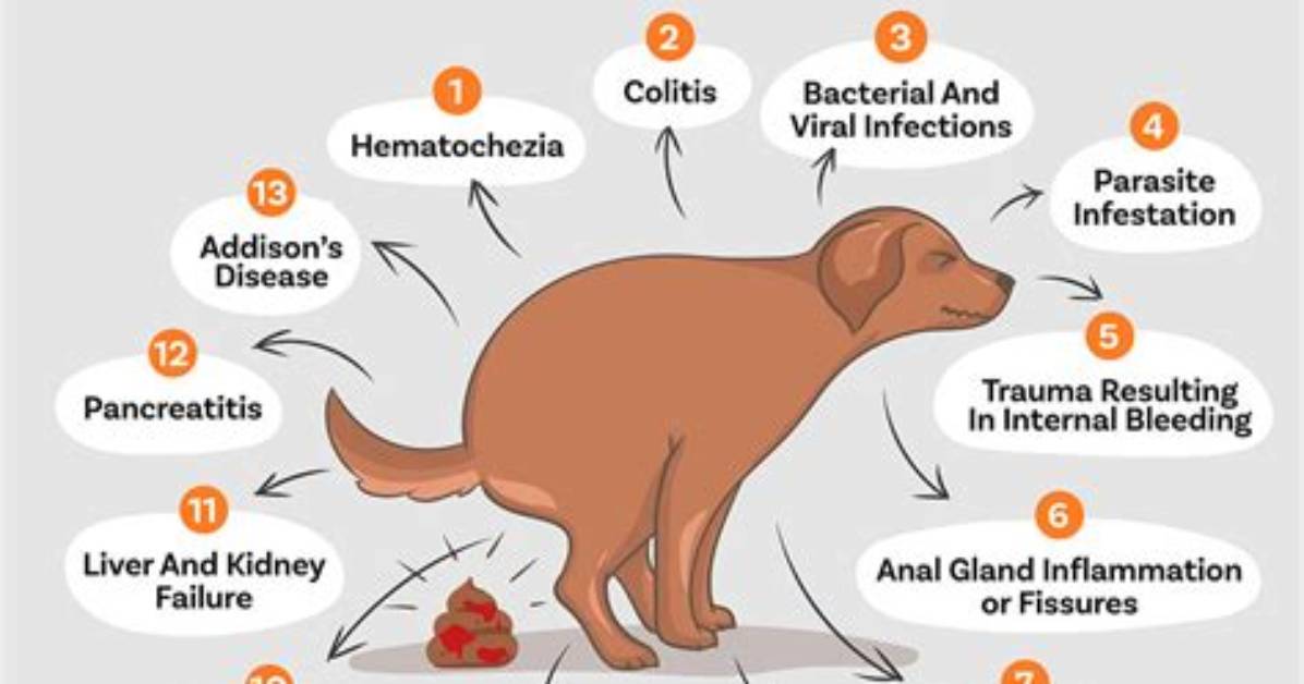 Why Would a Dog Poop Blood? 5 Vet Reviewed Reasons & Faqs | Pangovet