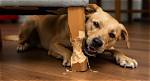 Why Your Dog Is Chewing Everything & How to Stop It