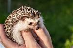 Wild European Hedgehog: Vet Approved Info, Care & Traits (With Pictures)