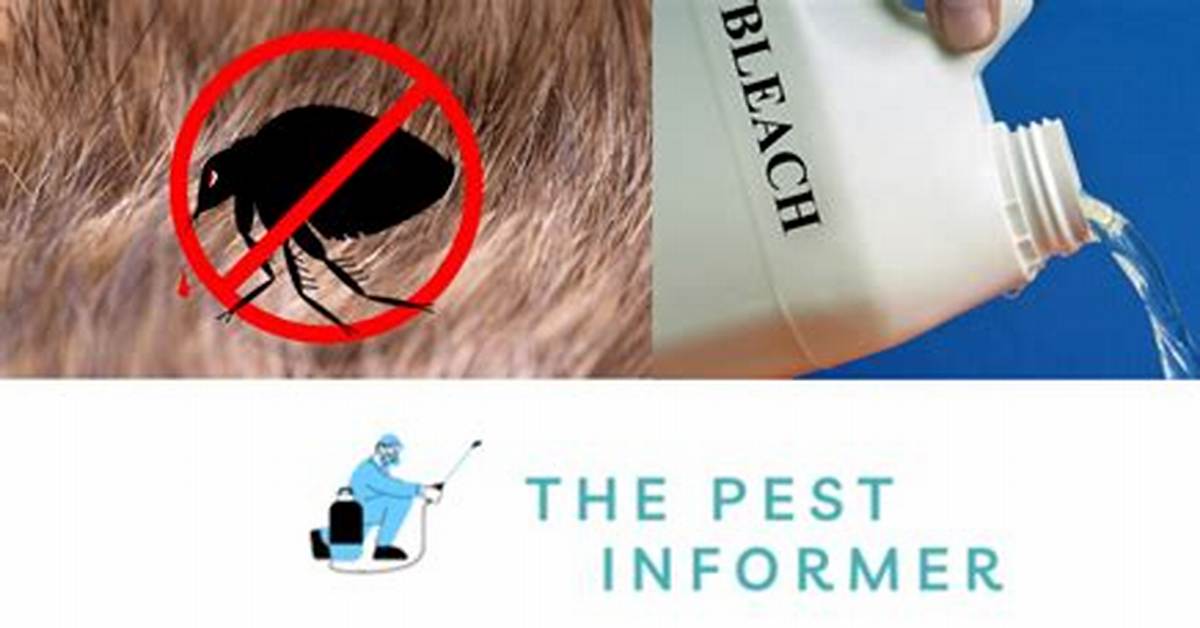 Will Bleach Kill Fleas? Vet Reviewed Facts & Faq | Pangovet
