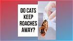 Will Cats Keep Roaches Away? Facts & Faq | Pangovet