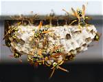 Wising up About Wasps - Wanted in Rome