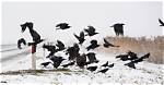 Woman Says Crow Attack Warned Her About Co-Worker's Death