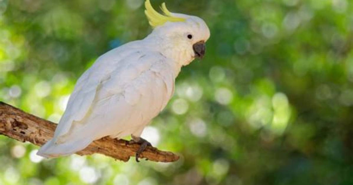 Yellow-Crested Cockatoo: Personality, Pictures, Food & Care Guide