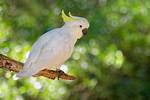 Yellow-Crested Cockatoo: Personality, Pictures, Food & Care Guide