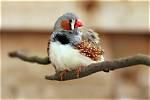 Zebra Finch: Traits, History, Food & Care Guide (With Pictures)